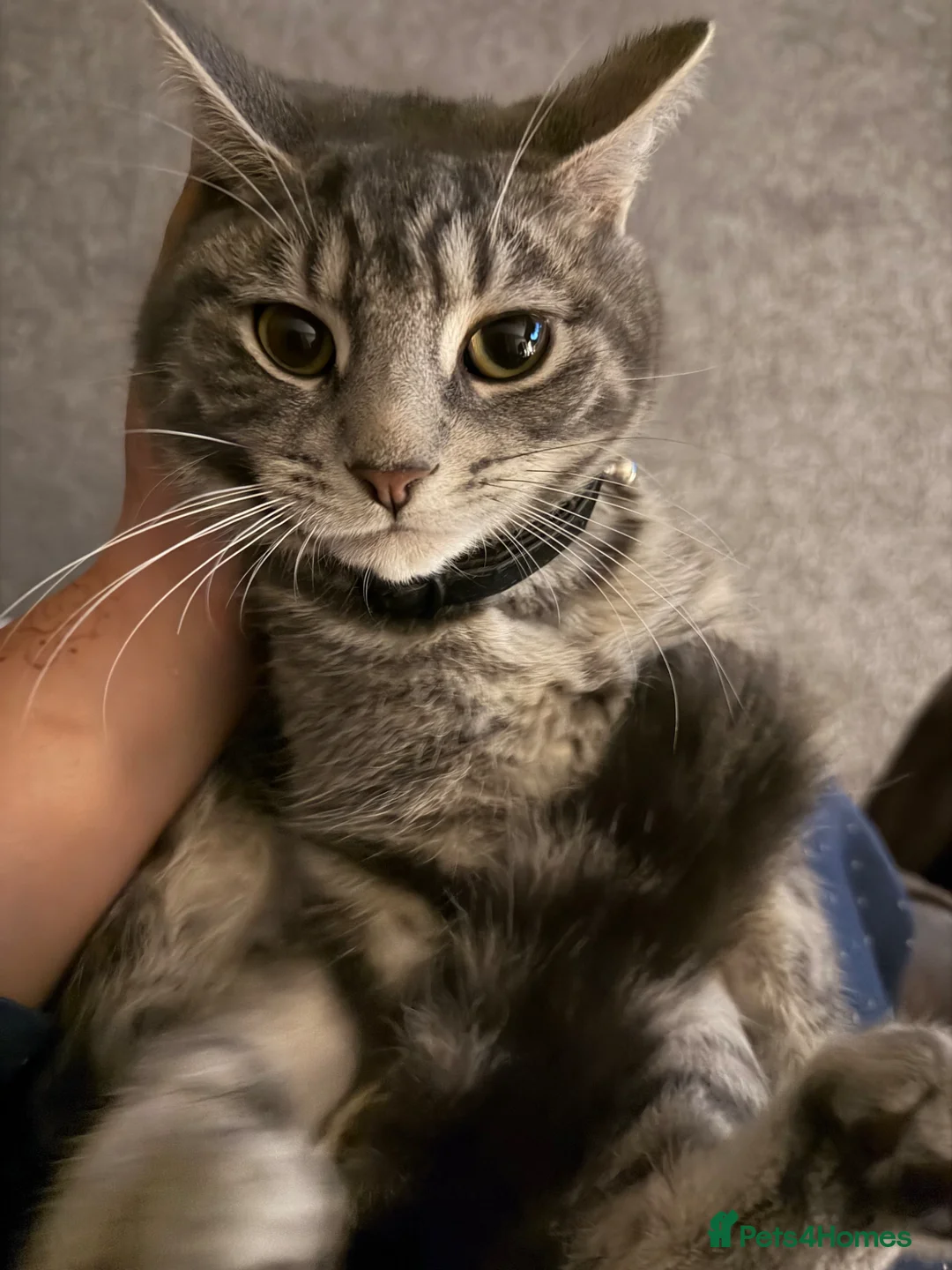 Domestic Shorthair cats for sale: 2 male kittens 8 months old  in Burton-on-Trent - Advert 1