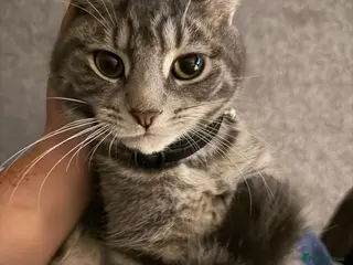 Domestic Shorthair cats 2 male kittens 8 months old - Advert 2