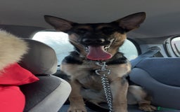 Mixed Breed dogs for sale: German Shepard x Belgian malinois  - Advert 2