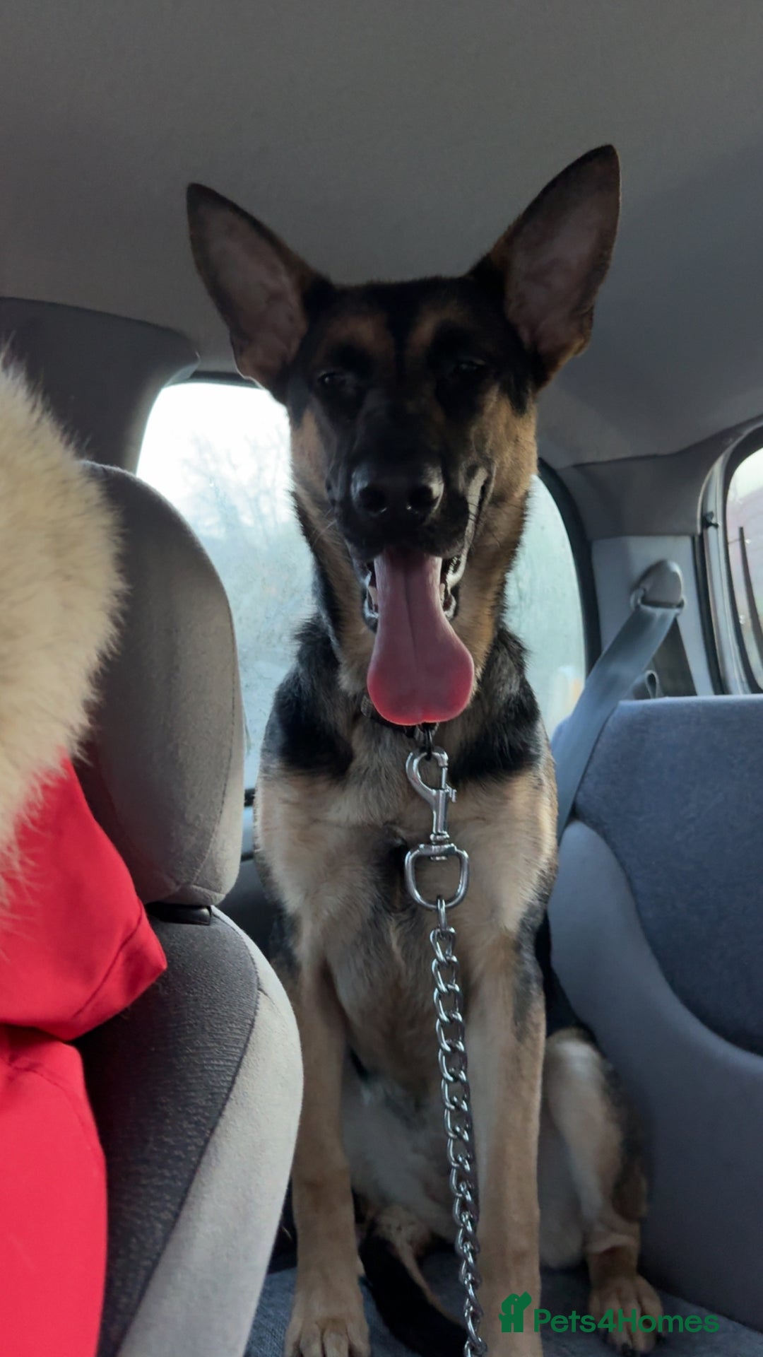 Mixed Breed dogs for sale: German Shepard x Belgian malinois  - Advert 2