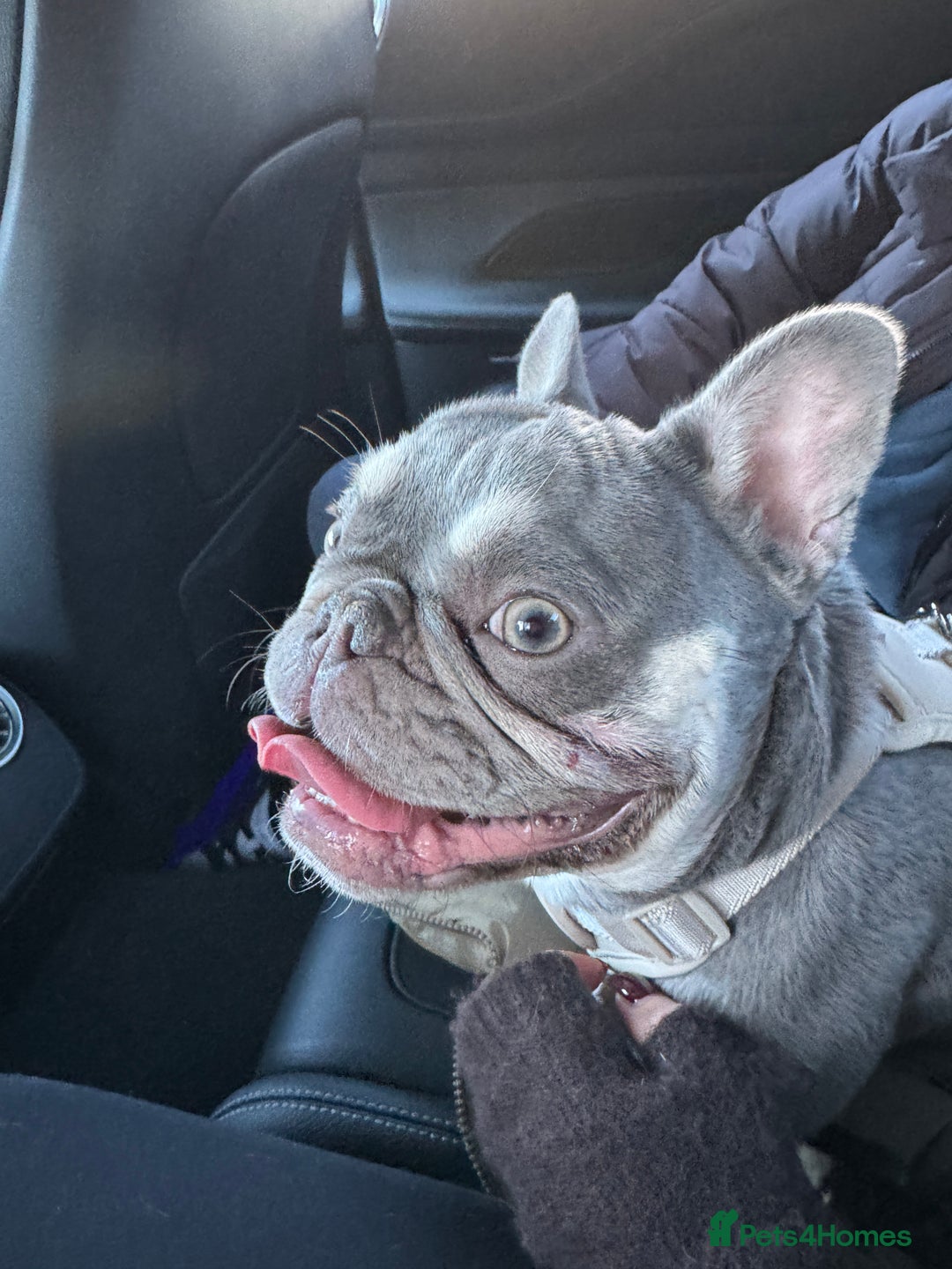 French Bulldog dogs for sale: KC Registered Female French Bull Dog - Advert 4