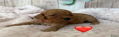 Red Collar 