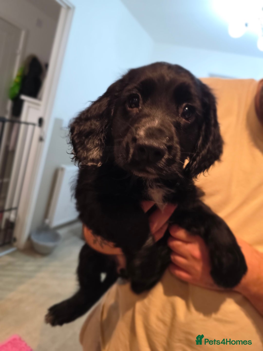 Cocker Spaniel dogs for sale: 1 left Working coker spaniel  - Advert 37
