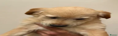 Golden Retriever Puppy 6
