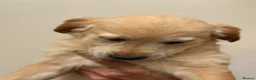 Golden Retriever dogs for sale: Beautiful litter of golden retriever puppies  - Advert 9