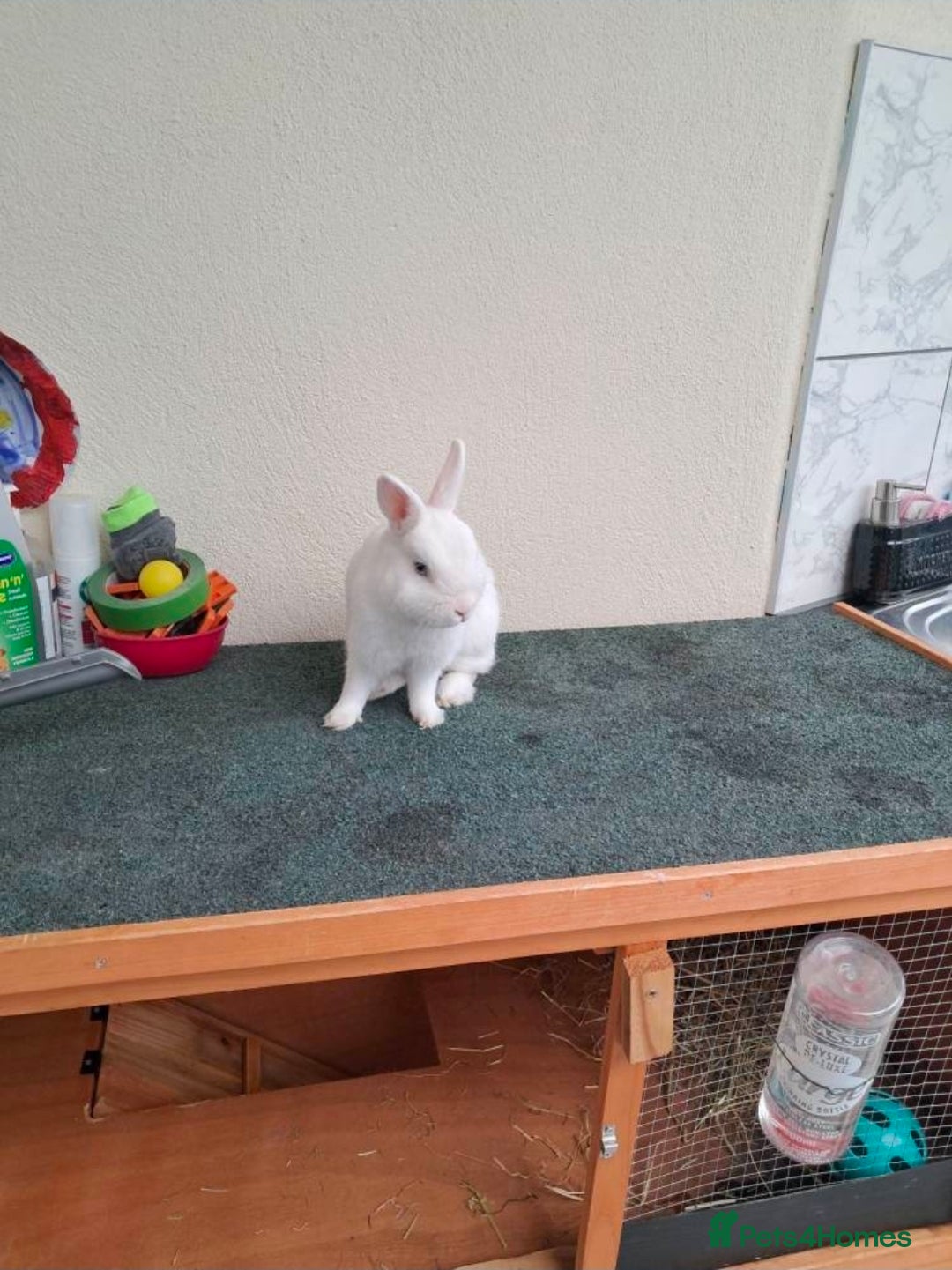 Netherland Dwarf rabbits for sale: netherlands dwarf - Advert 2
