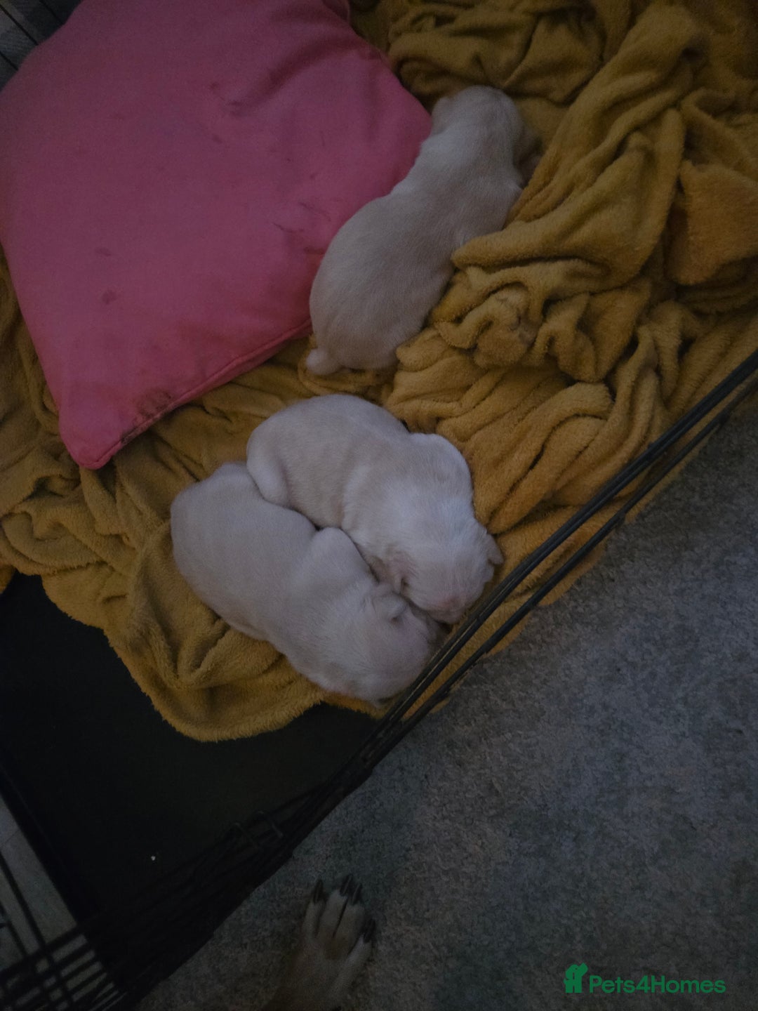 Staffordshire Bull Terrier dogs for sale: Beautiful staffie x puppies  - Image 8