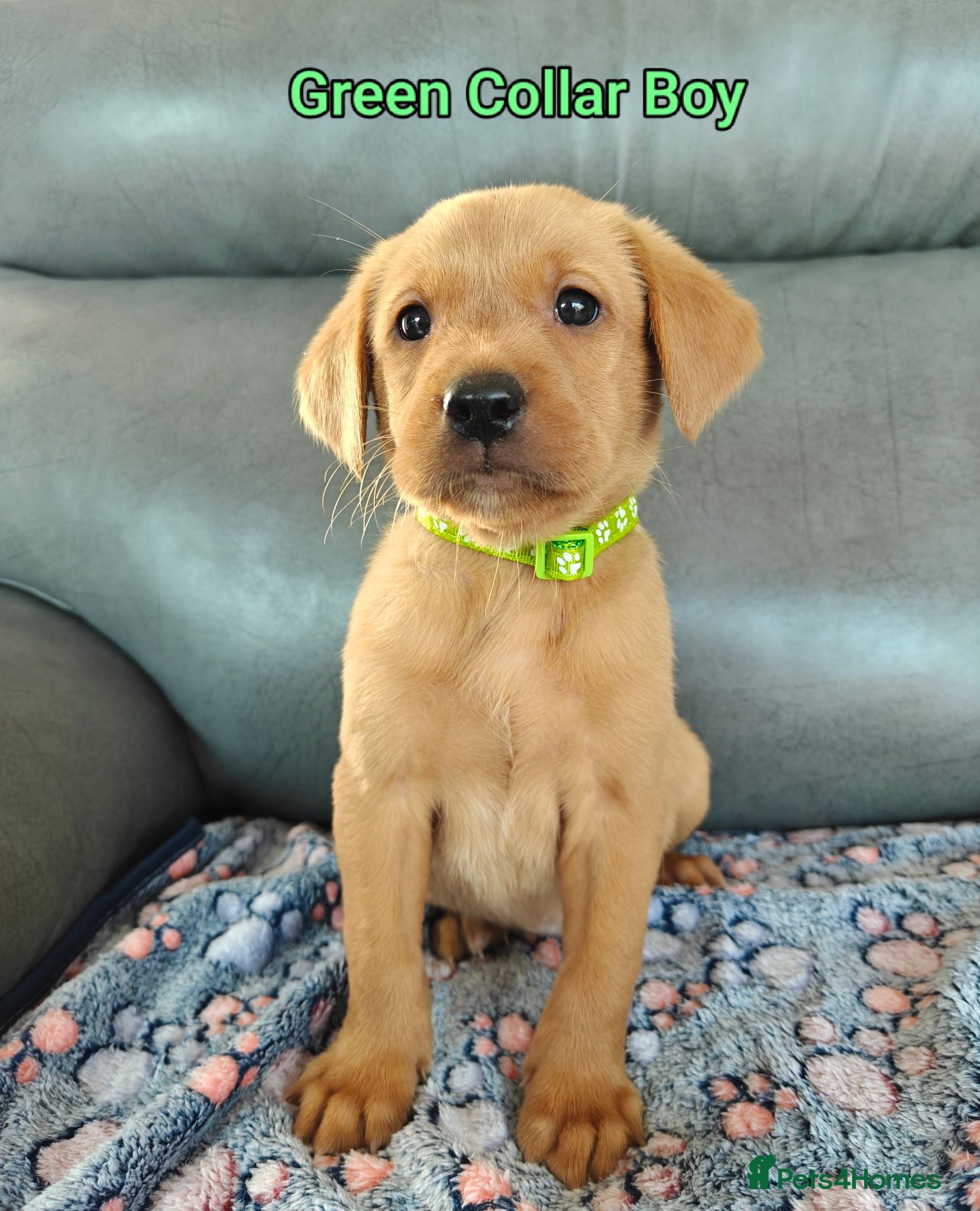 Labrador Retriever dogs Kc Reg Fox Red Labs From Health Tested Parents  - Advert 2