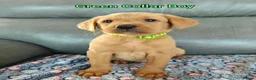 Labrador Retriever dogs for sale: Kc Reg Fox Red Labs From Health Tested Parents  - Advert 2