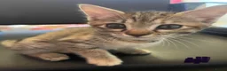 Mixed Breed cats for sale: Cretan wildcat/domestic shorthair  - Advert 10