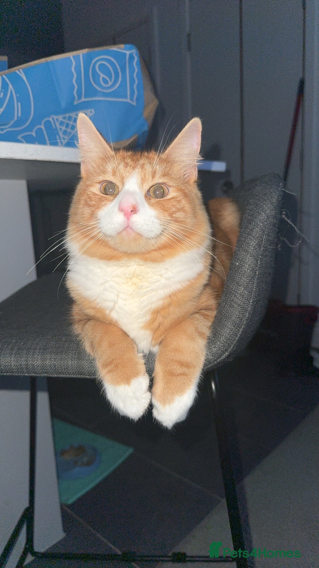 Mixed Breed cats for sale: Mix Maine Coon - Image 5