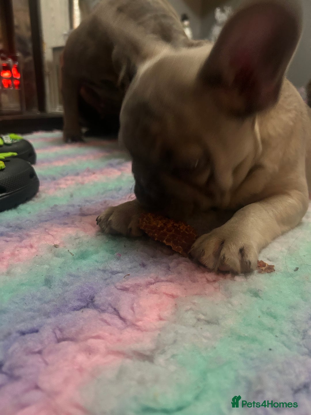 French Bulldog dogs for sale: Last girl 12 weeks  - Advert 2