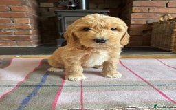 Double Doodle dogs for sale: Australian Goldendoodle puppies - Image 26