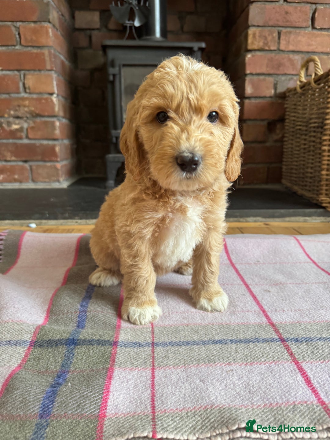 Double Doodle dogs for sale: Australian Goldendoodle puppies - Image 26