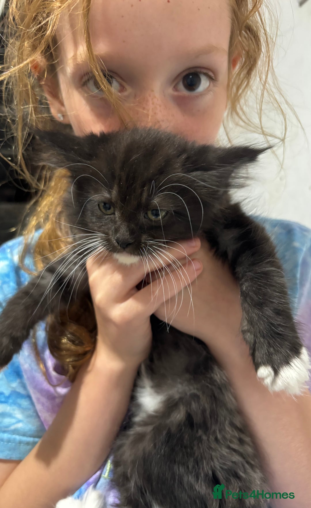 Maine Coon cats for sale: Super fluffy gorgeous Maine coon /Ragdoll kittens  - Image 16