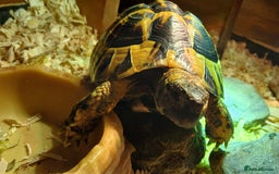 Hermann Tortoise reptiles for sale: Sir Gerald Shelldome and full set up - Image 5