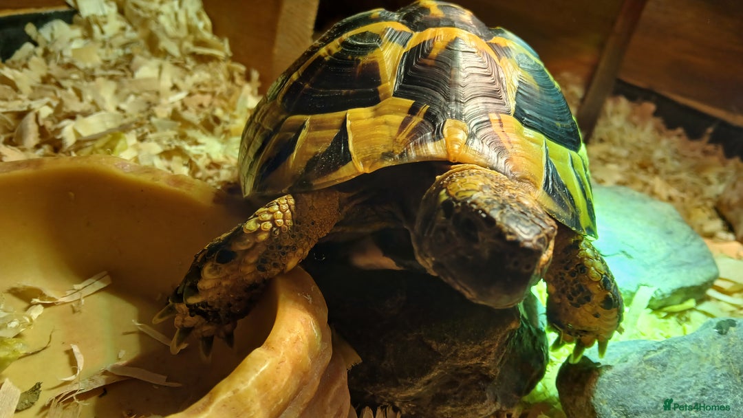 Hermann Tortoise reptiles for sale: Sir Gerald Shelldome and full set up - Image 5