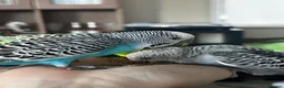 Budgerigars birds for sale: 3 Budgies for sale in Sittingbourne - Advert 3
