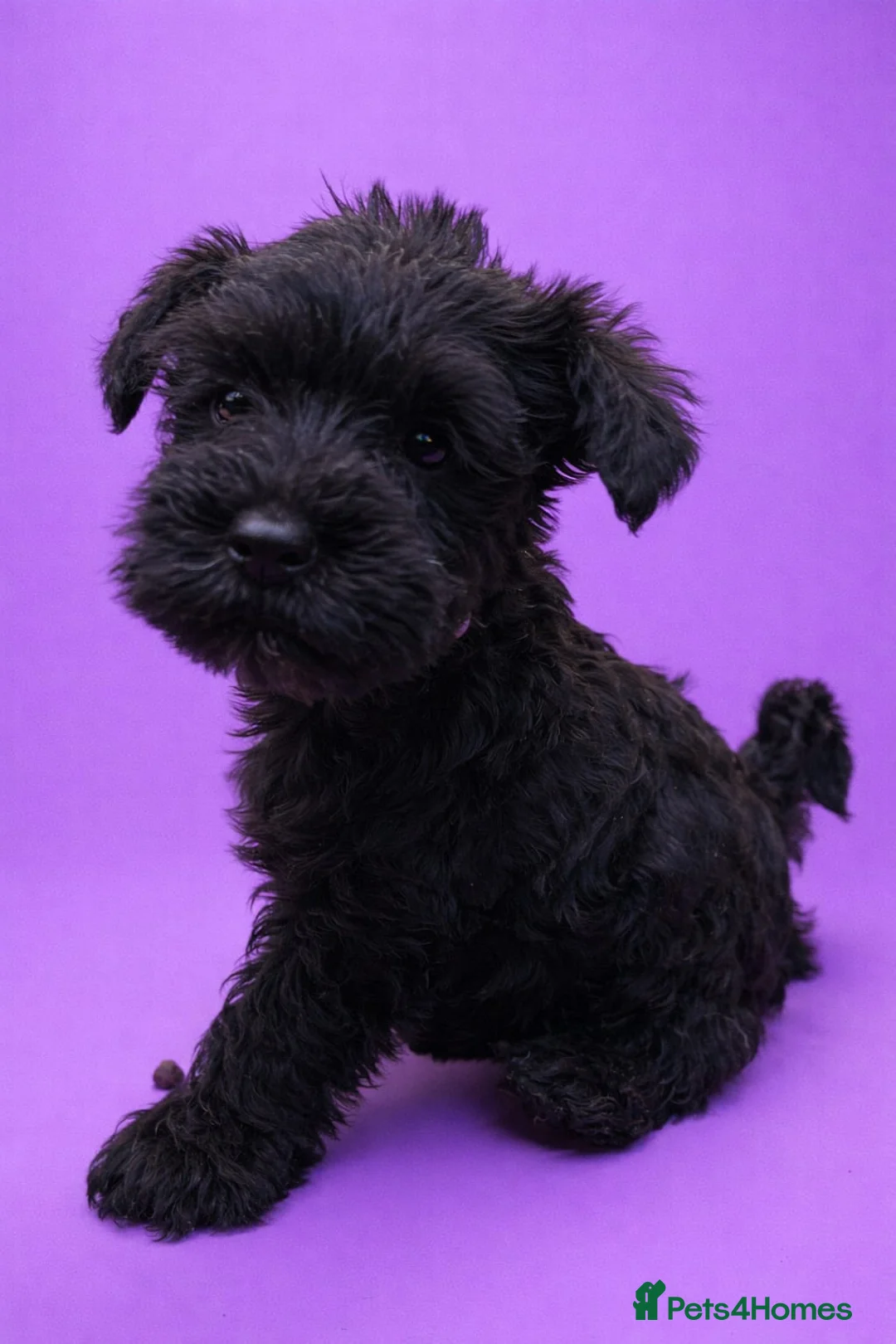 Miniature Schnauzer dogs for sale: Kc reg miniature schnauzers pups available  - Advert 4