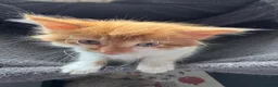 Mixed Breed cats for sale: Gorgeous ginger male kitten in Kilmarnock - Advert 4