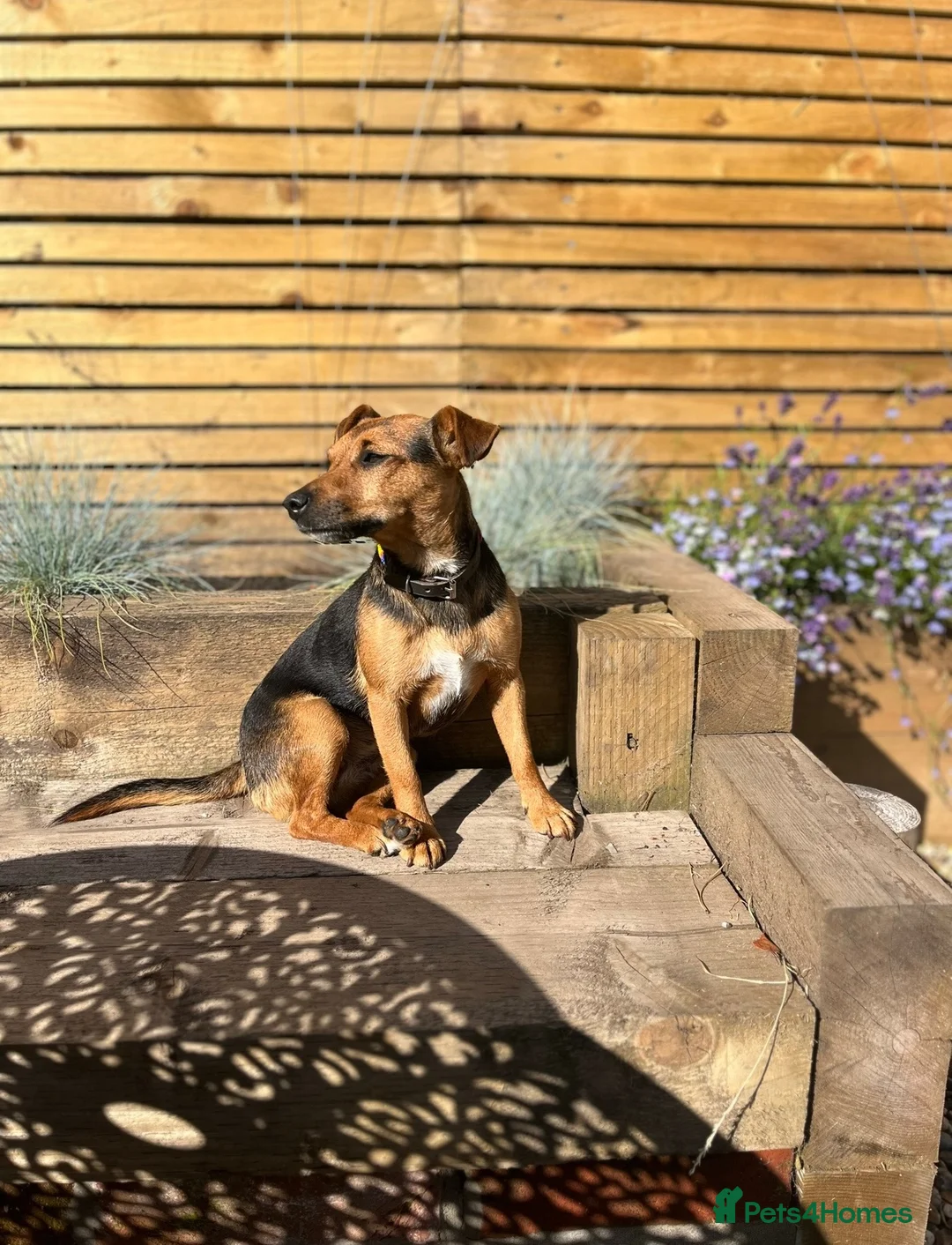 Jack Russell dogs for sale: Gorgeous Smooth-Coated Jack Russell Puppies 🐾 - Advert 1
