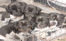 Mixed Breed dogs for sale: Cocker spaniel x Jug puppies  - Image 4