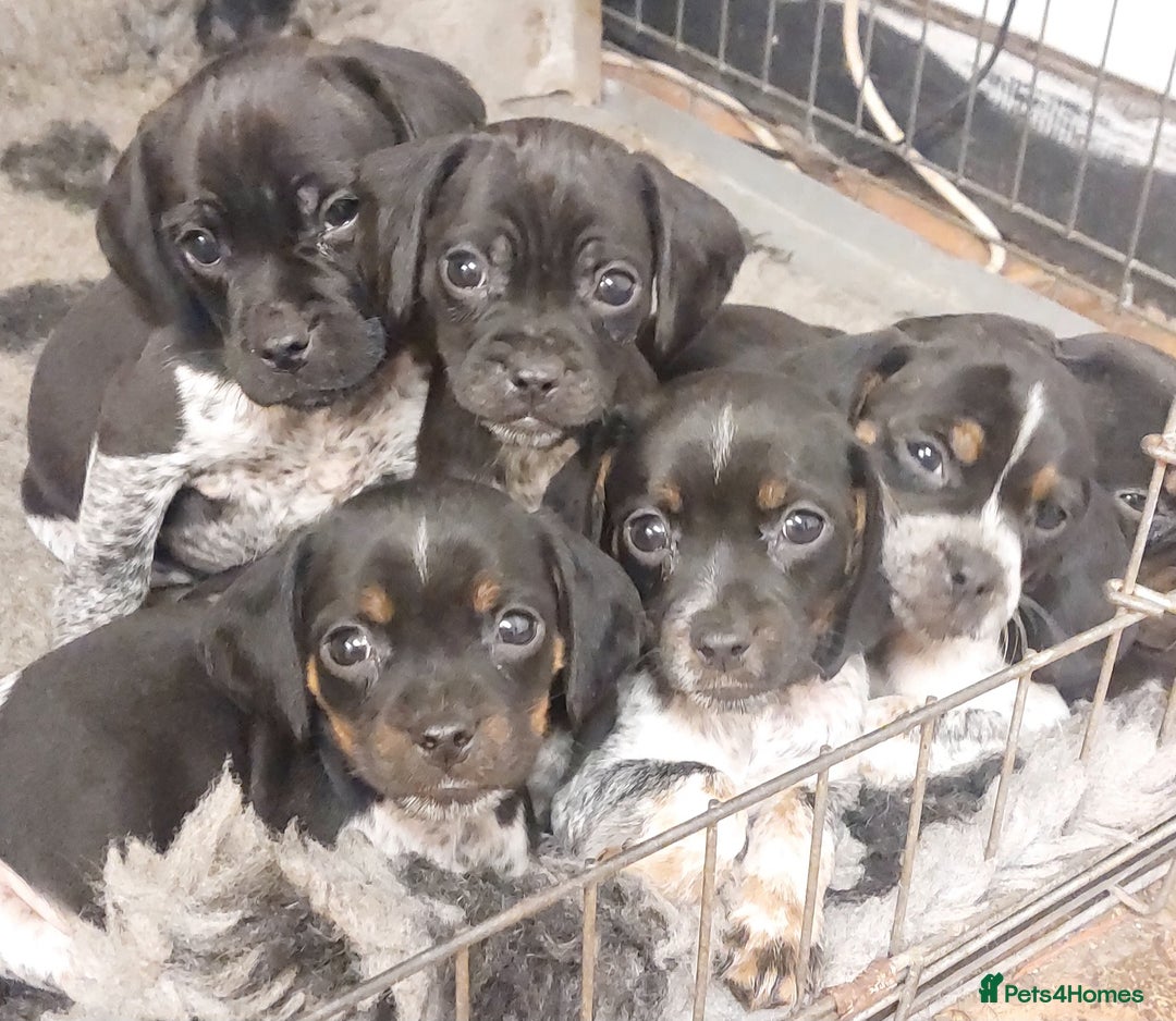 Mixed Breed dogs for sale: Cocker spaniel x Jug puppies  - Image 4