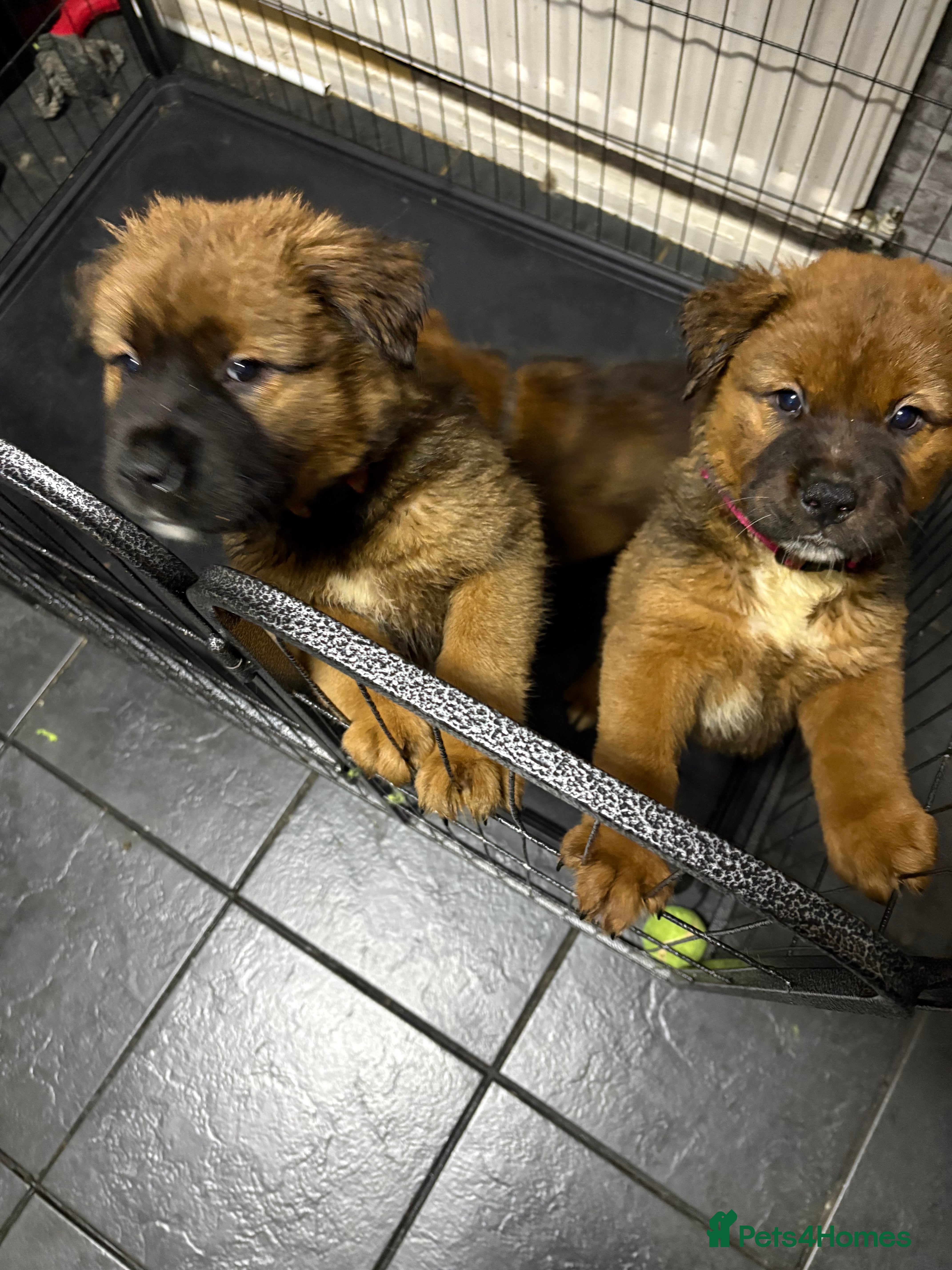 Mixed Breed dogs Akita x Rottweiler  - Advert 7