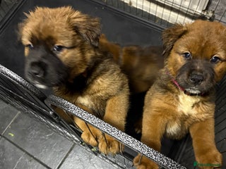 Mixed Breed dogs Akita x Rottweiler - Advert 1