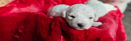 Bichon Frise dogs for sale: Sweet Bichon Frise puppies- Champion Bloodline  - Advert 20