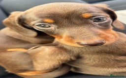 Miniature Dachshund dogs for sale: Miniature dachshunds - Image 35