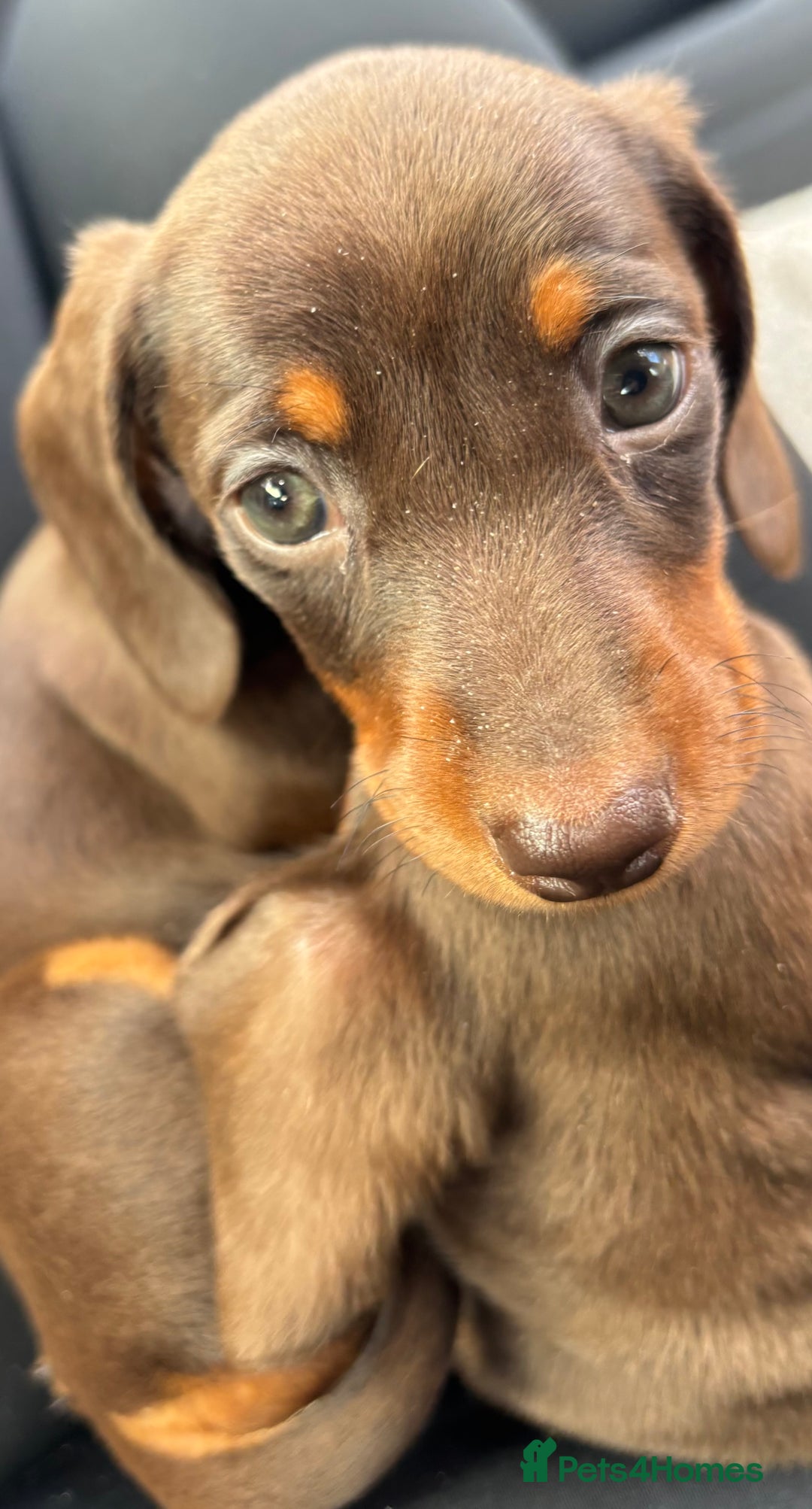 Miniature Dachshund dogs for sale: Miniature dachshunds - Image 35