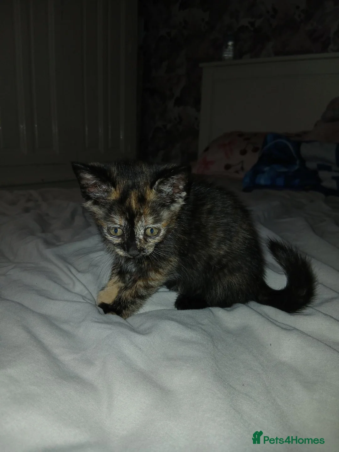 Mixed Breed cats for sale: Kittens looking for there forever home  - Advert 6