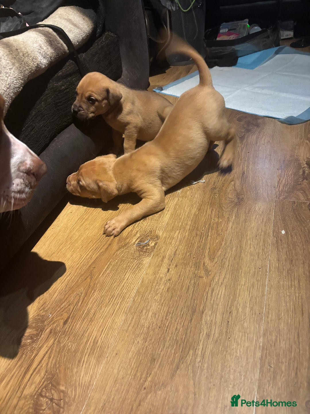 Mixed Breed dogs for sale: mastiffxrottweiler available now last 3 girls left - Advert 17