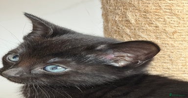 Russian Blue cats Russian Blue x BSH breed Kittens, Ready Today! - Advert 3