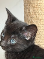 Russian Blue cats Russian Blue x BSH breed Kittens, Ready Today! - Advert 3