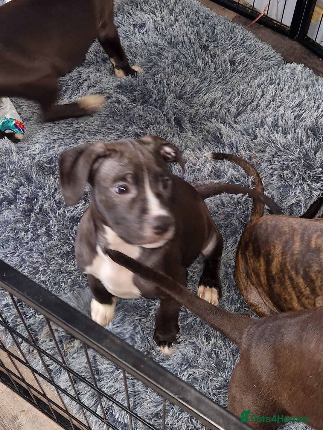Mixed Breed dogs for sale: Presa/American Johnson bulldog - Image 35