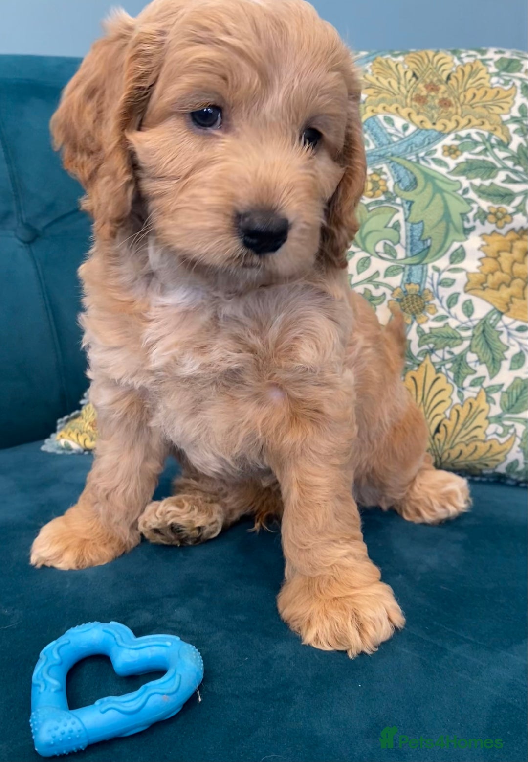 Cockapoo dogs for sale: 2 BOYS LEFT Quality F1 Cockapoos DNA CLEAR PARENTS - Image 2