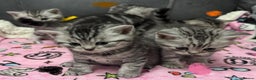 British Shorthair cats for sale: GCCF REGISTERED SILVER TABBY & SPOTTED BSH KITTENS - Advert 26