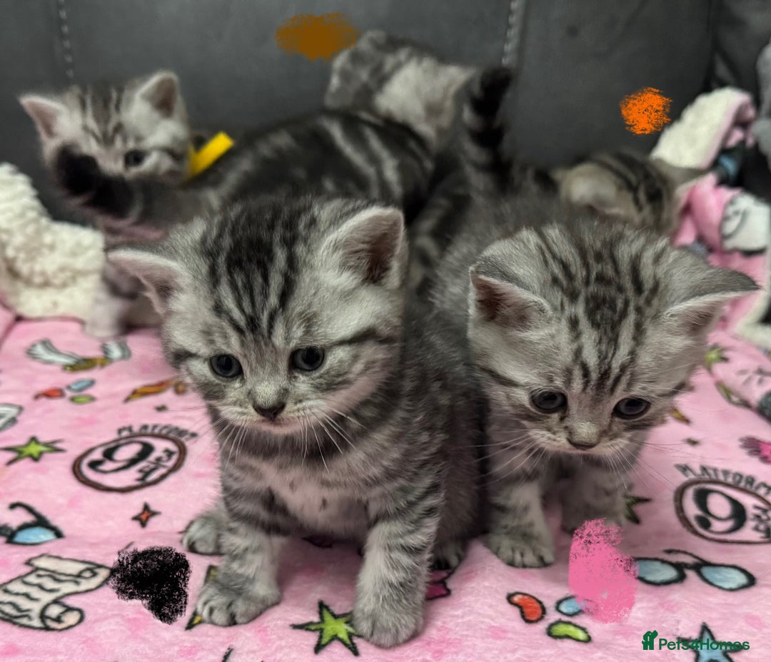 British Shorthair cats for sale: GCCF REGISTERED SILVER TABBY & SPOTTED BSH KITTENS - Advert 26