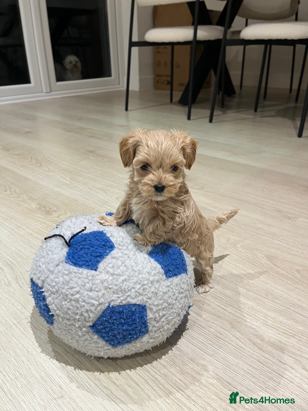 Maltipoo dogs for sale: Gorgeous Maltipoo Pups looking for their new home  - Advert 12