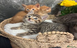 Mixed Breed cats for sale: Beautiful kittens  - Image 22