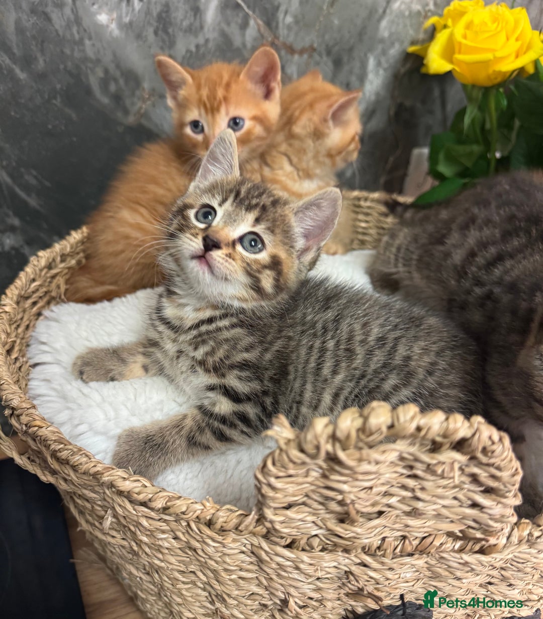 Mixed Breed cats for sale: Beautiful kittens  - Image 22