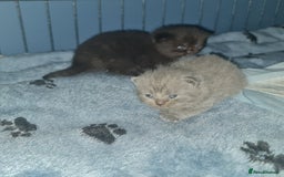 Scottish Fold cats for sale: Scottish Folds  4 Male 1 Female - Image 13