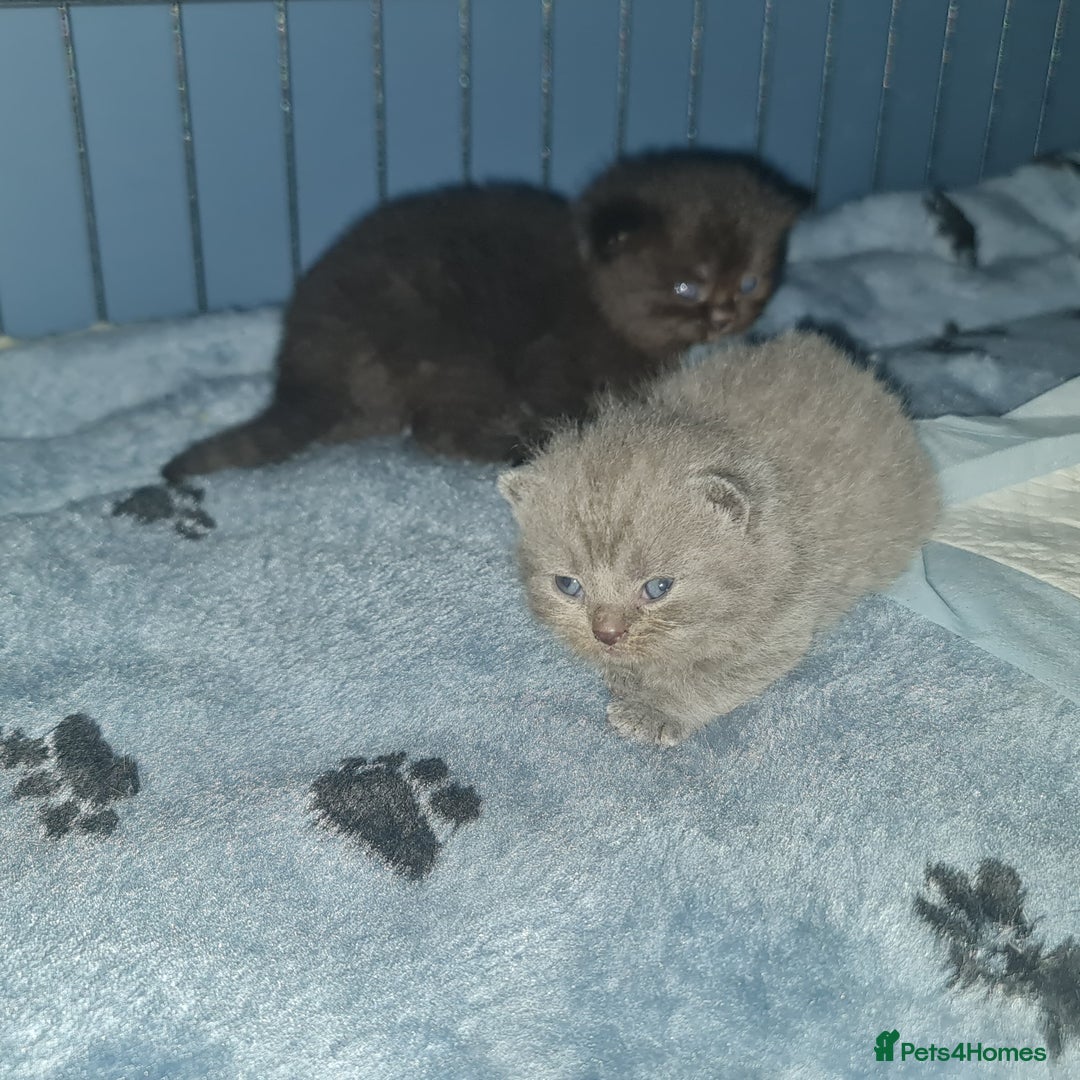 Scottish Fold cats for sale: Scottish Folds  4 Male 1 Female - Image 13
