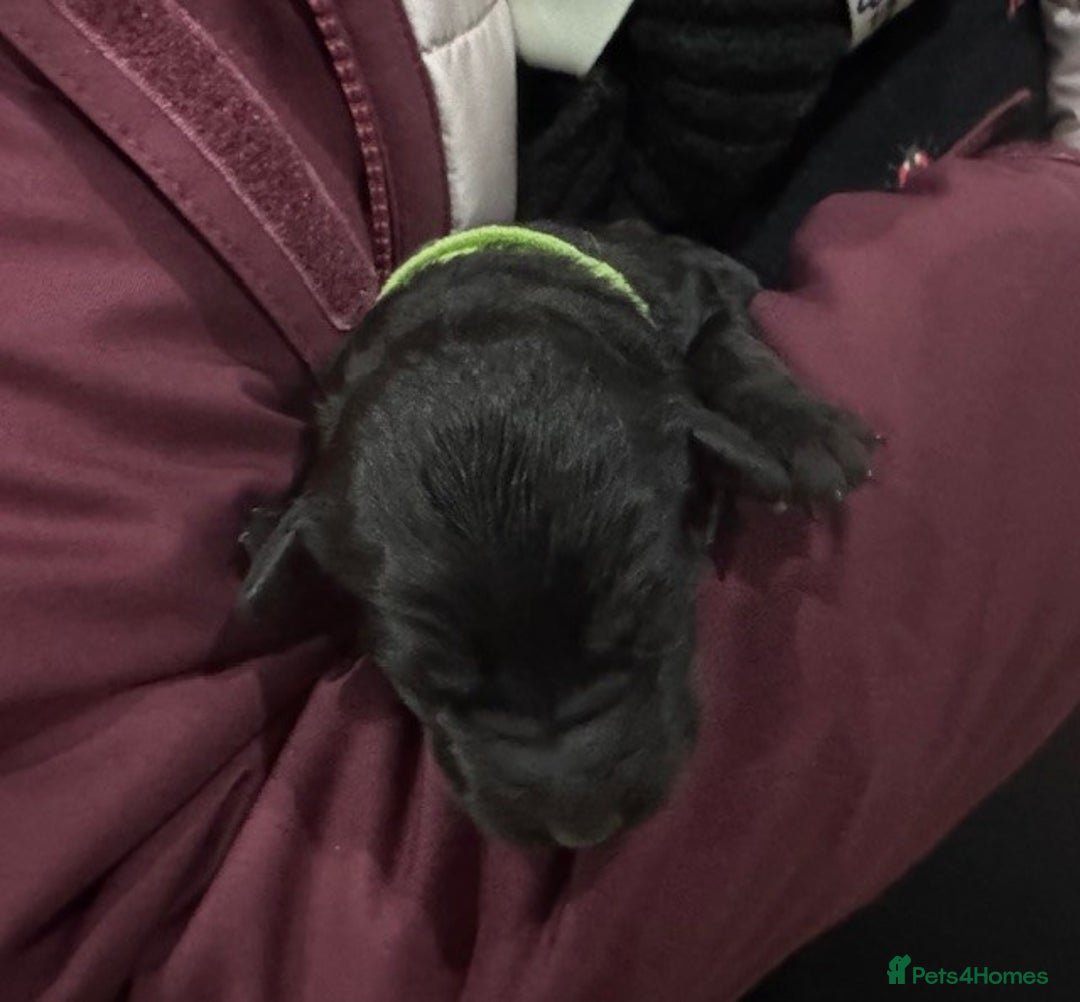 Australian Labradoodle dogs for sale: Annie's Australian Labradoodle Puppies are here! - Advert 19