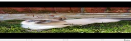 Ragdoll cats for sale: Ragdoll x kittens in Derby - Advert 1