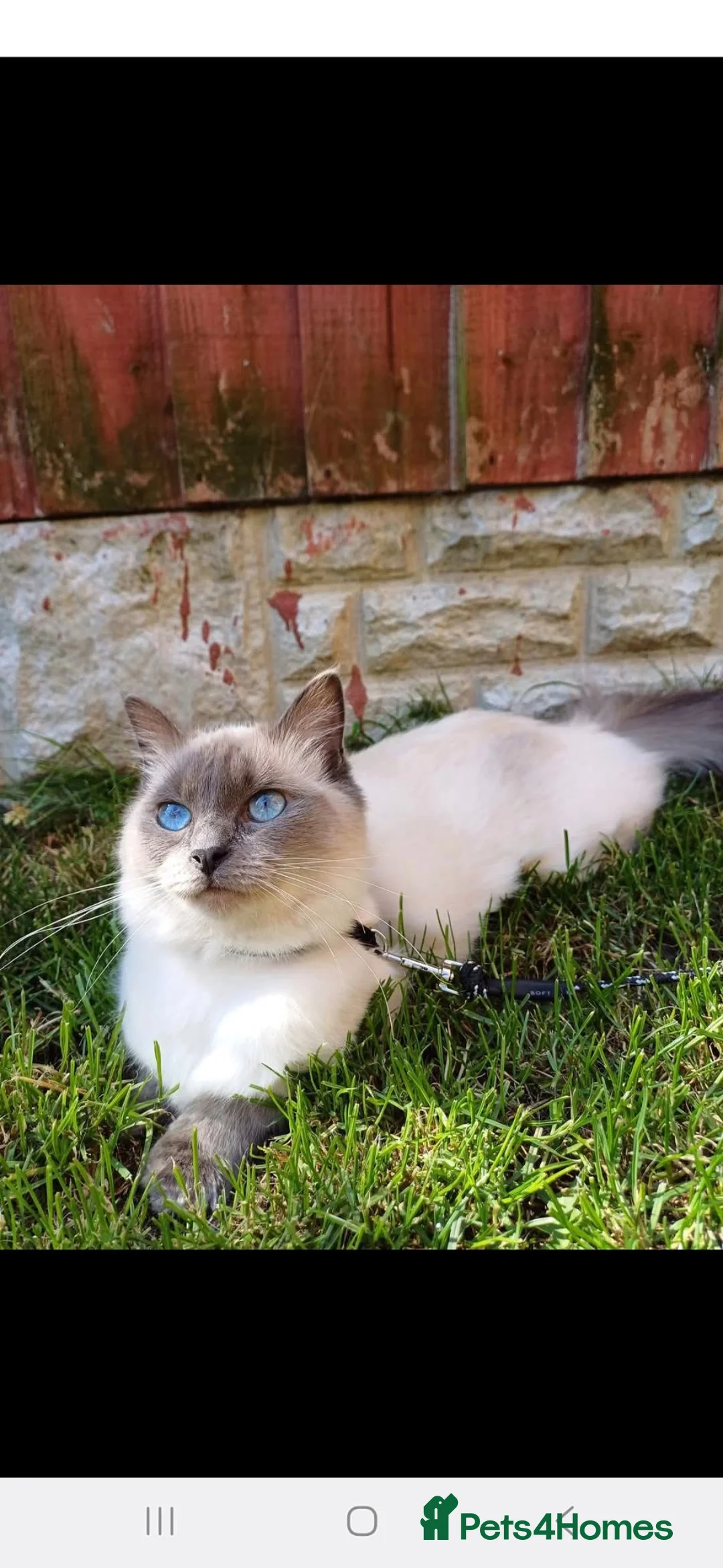 Ragdoll cats for sale: Ragdoll x kittens in Derby - Advert 1