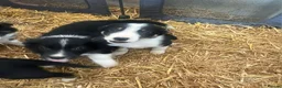 Border Collie dogs for sale: Border Collie Pups in Magherafelt - Advert 5
