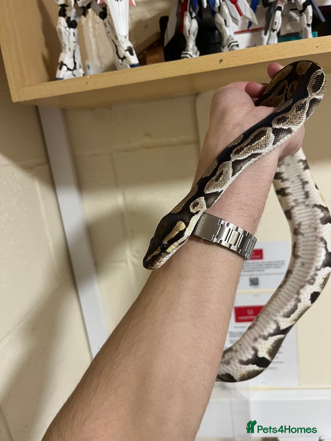 Python Snake reptiles for sale: Female Ball Python Adult - Advert 1